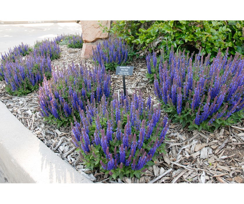Sensation Deep Blue Sage
